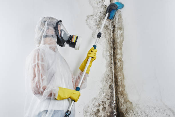 Best Forensic Mold Investigation  in Gilmer, TX